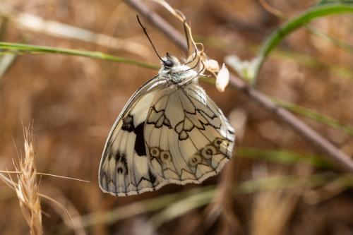 Réf. 219 296 : Melanargia lachesis